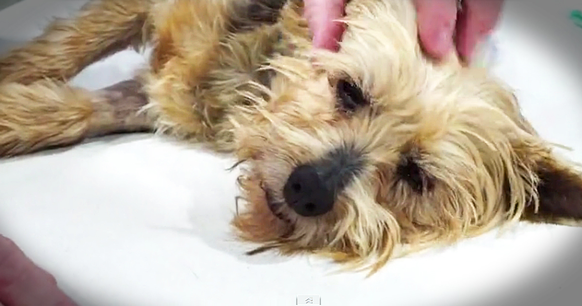 Abused Dog Finds Loving Home After A Horrible Person Kicks Him Like A