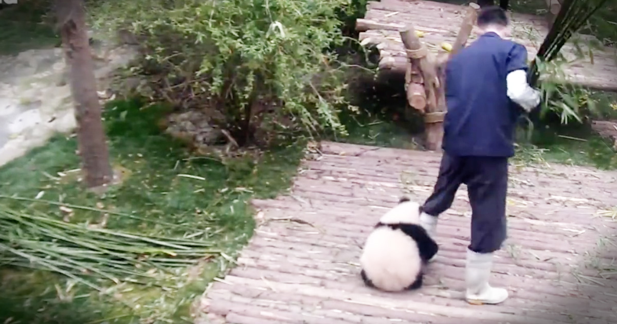 Panda caretaker escape прохождение