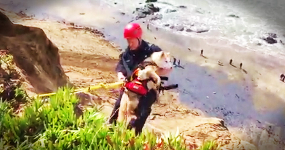 Сонник спас собаку. Собаки спасатели в Америке. Собака падает с обрыва. Собака спасает человека на воде. Спасают собачку на руках.