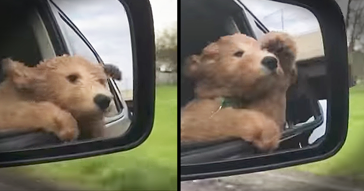 Dog On His First Car Ride Loves Sticking His Head Out Of The Window