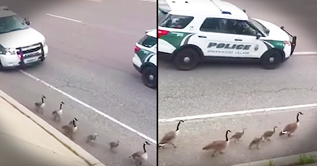 Family Of Geese On Busy Highway Get A Police Escort