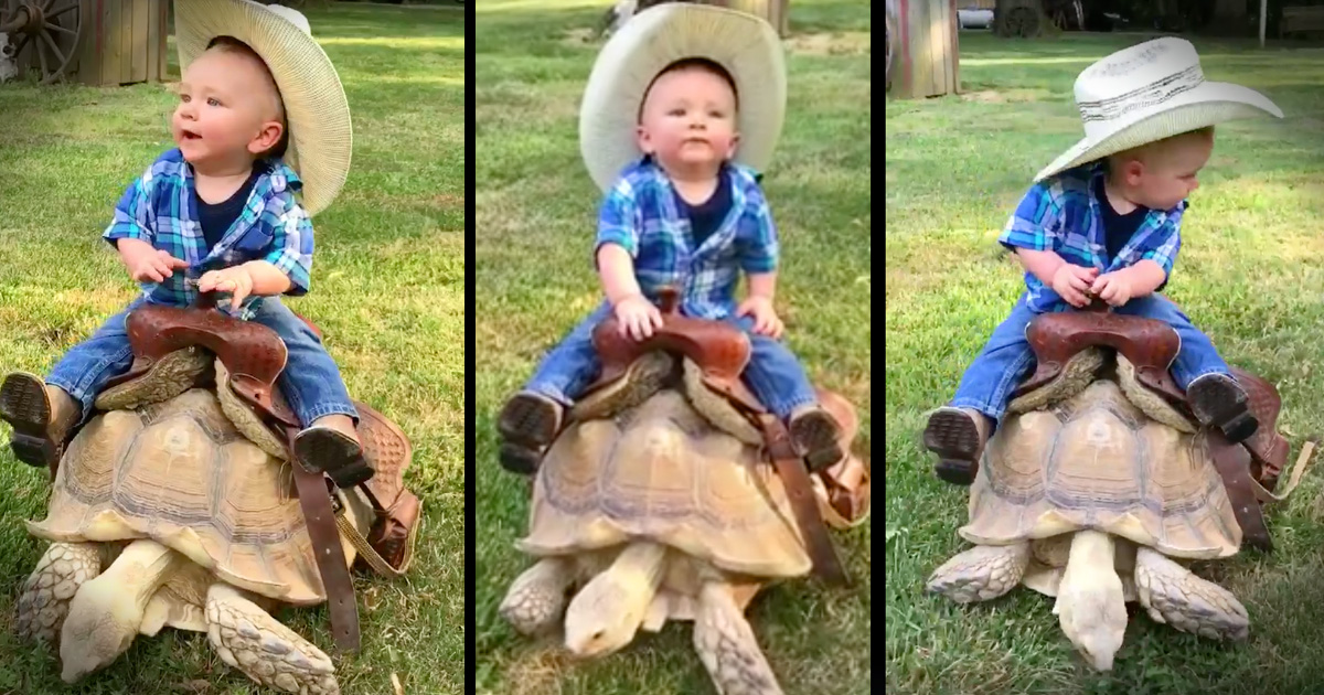 Tiny Cowboy And His Valiant Turtle Steed Are Too Cute