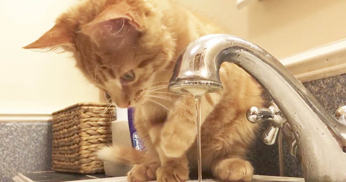 Adorable Kitten Can't Figure Out How To Drink Water From Faucet