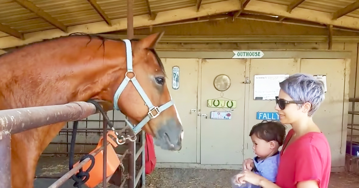 Smart Horse Cutely Nods Head His Head To Answer Owners Questions