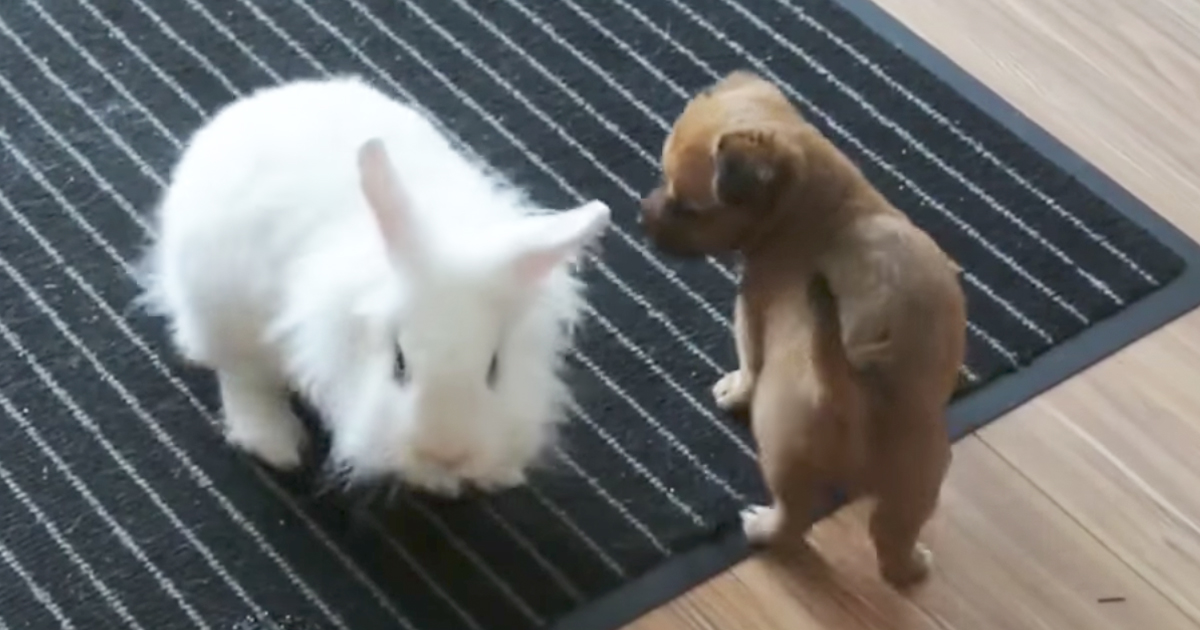 Adorable Puppy And Bunny Sweetly Play Together